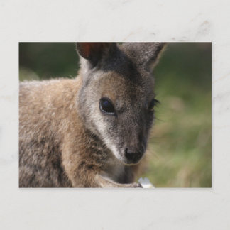 Postal Wallaby