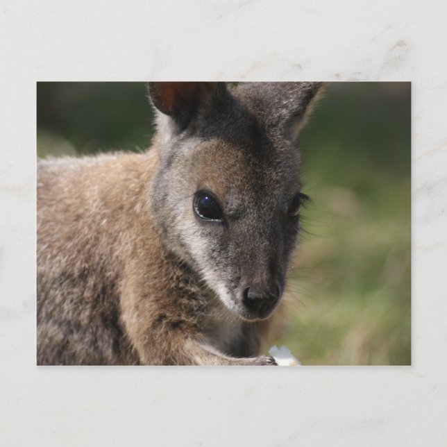 Postal Wallaby (Anverso)