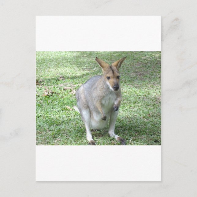 Postal Wallaby australiano (Anverso)
