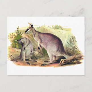 Postal Wallaby con cara de bonito