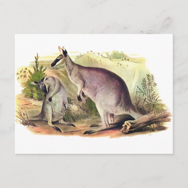 Postal Wallaby con cara de bonito (Anverso)