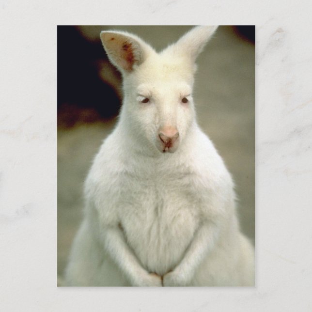 Postal Wallaby de Albino Bennet (Anverso)
