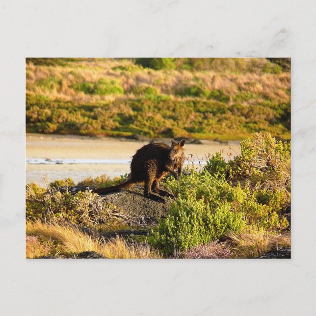 Postal Wallaby en el Riverside (Anverso)