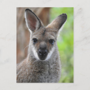 Postal Wallaby Postcard