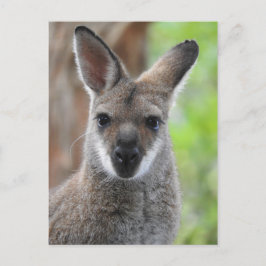 Postal Wallaby Postcard