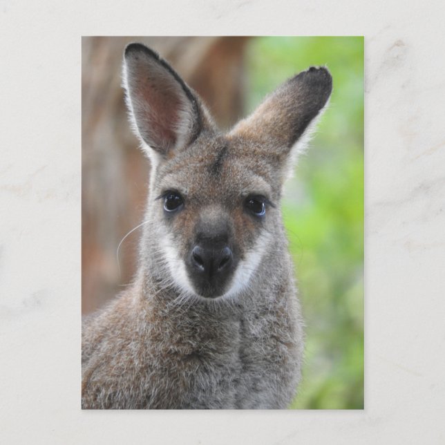 Postal Wallaby Postcard (Anverso)