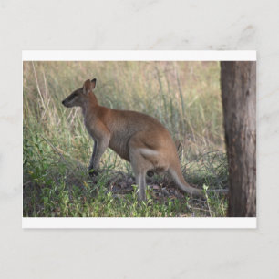 POSTAL WALLABY RURAL QUEENSLAND AUSTRALIA
