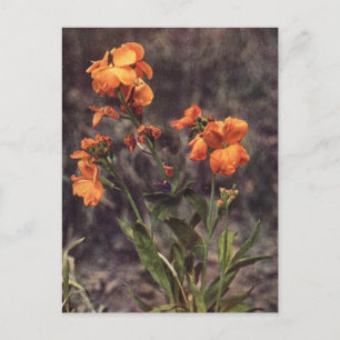 Postal Wallflower Wildflower