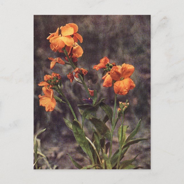 Postal Wallflower Wildflower (Anverso)