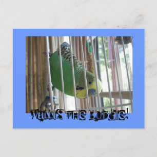 Postal ¡Wallis el Budgie!