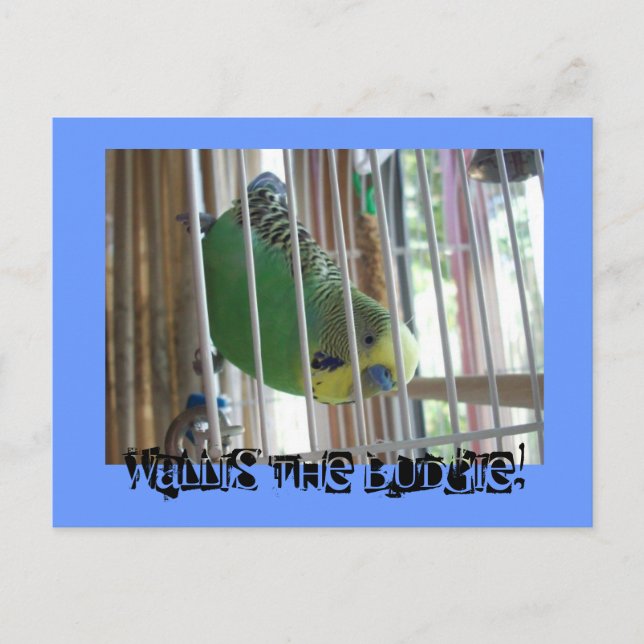 Postal ¡Wallis el Budgie! (Anverso)
