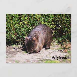 Postal Wally Wombat Postcard
