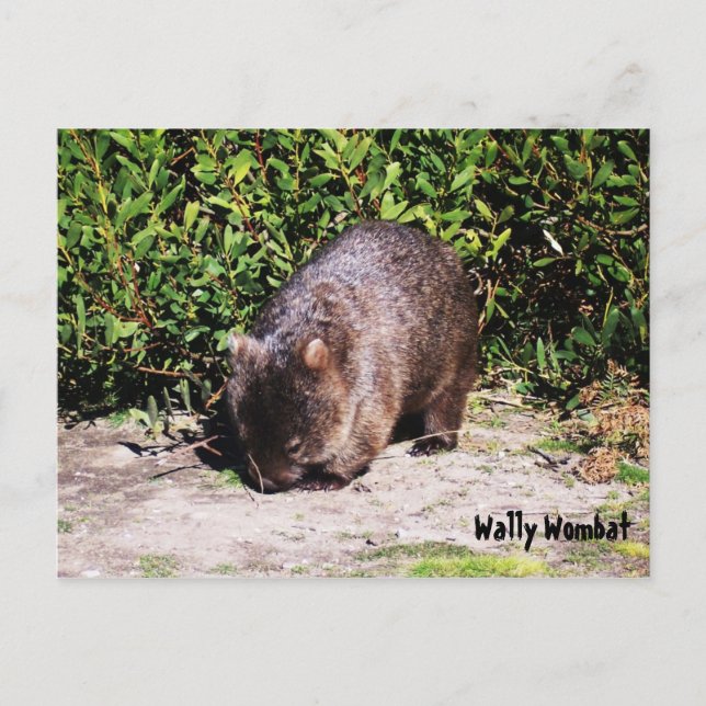 Postal Wally Wombat Postcard (Anverso)