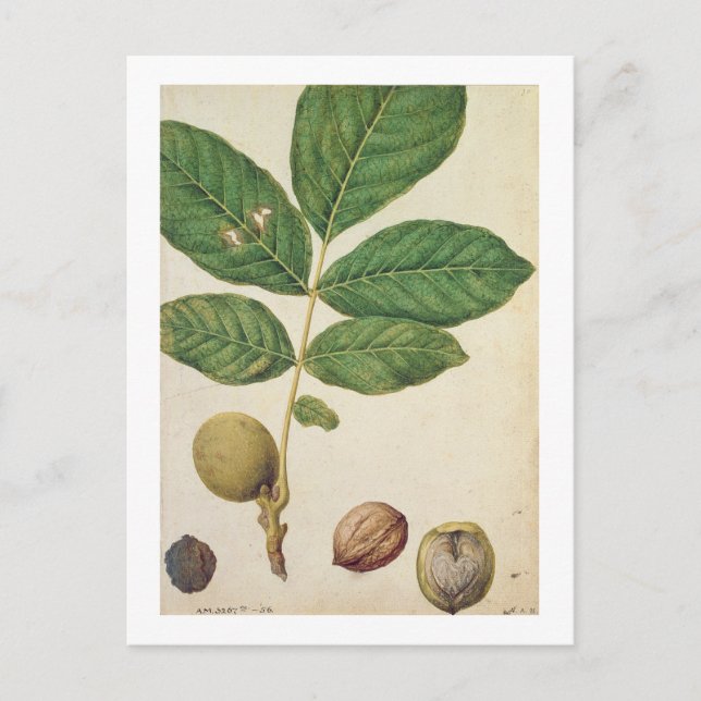 Postal Walnut, c.1568 (p/c sobre papel) (Anverso)