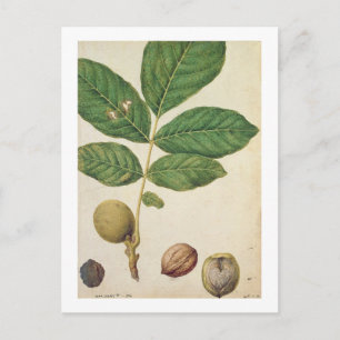 Postal Walnut, c.1568 (p/c sobre papel)