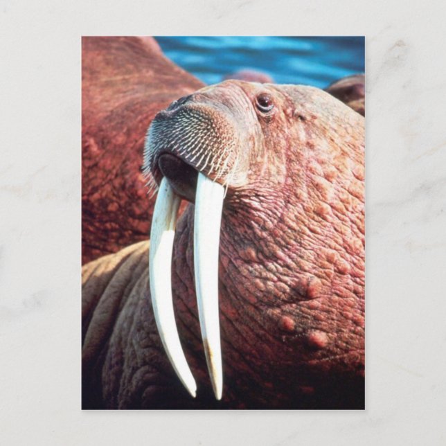 Postal Walrus (Anverso)