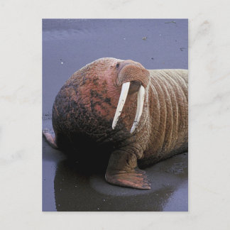 Postal Walrus