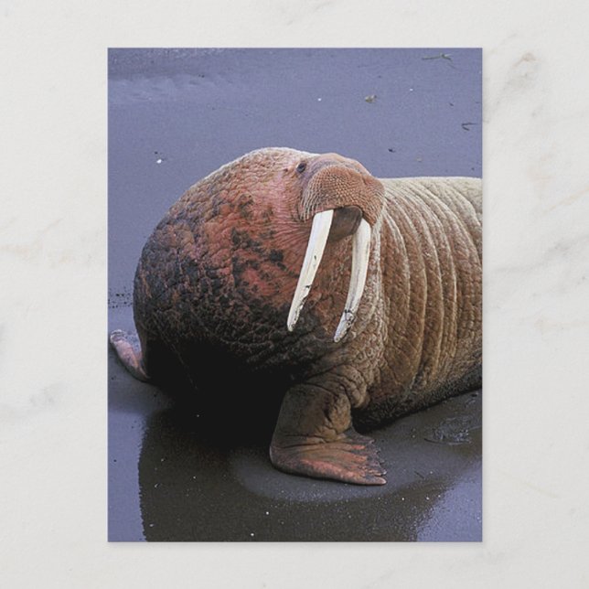Postal Walrus (Anverso)