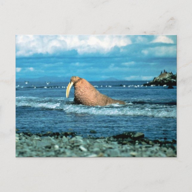 Postal Walrus (Anverso)