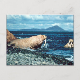 Postal Walrus
