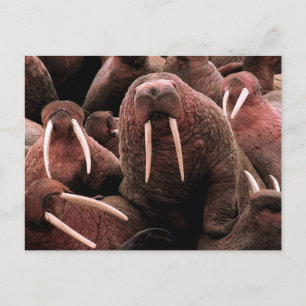 Postal Walrus