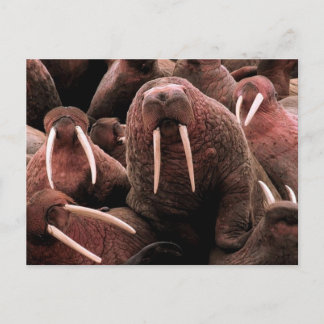 Postal Walrus