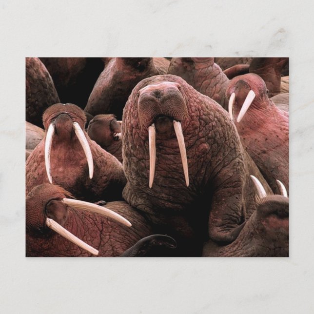 Postal Walrus (Anverso)
