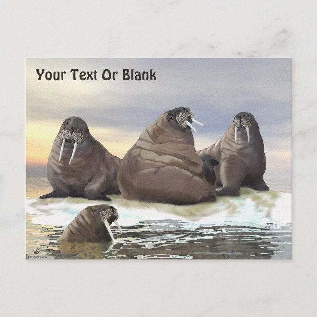 Postal Walrus - Cuatro Hermanos (Anverso)