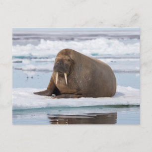 Postal Walrus descansando en el hielo, Noruega