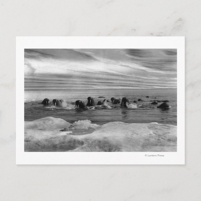 Postal Walrus entre las inundaciones del hielo en el mar  (Anverso)