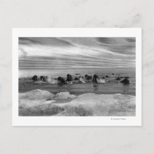 Postal Walrus entre las inundaciones del hielo en el mar