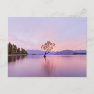 Postal Wanaka Tree Sunrise Nature Travel Photography
