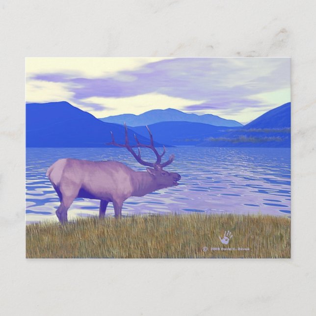 Postal Wapiti (Elk) Junto Al Lago (Anverso)