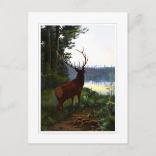 Postal Wapiti, o Elk