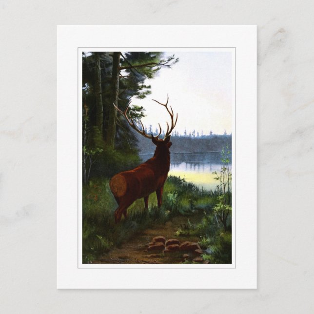 Postal Wapiti, o Elk (Anverso)