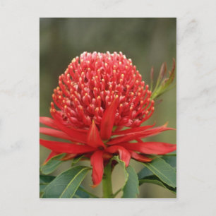 Postal Waratah en flor, flores de Australia