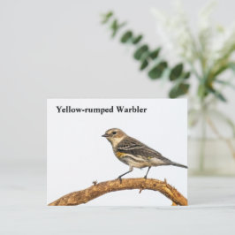 Postal Warbler