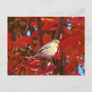 Postal Warbler
