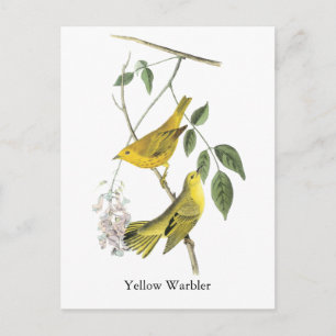 Postal Warbler amarillo, John Audubon