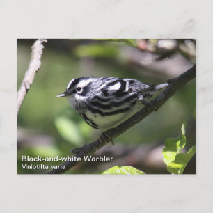 Postal Warbler blanco y negro