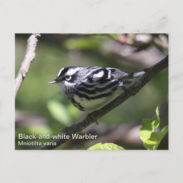 Postal Warbler blanco y negro (Anverso)