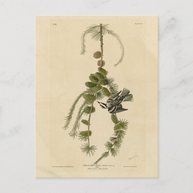 Postal Warbler blanco y negro - Los pájaros de América de (Anverso)