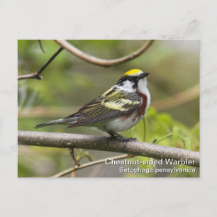 Postal Warbler castaño