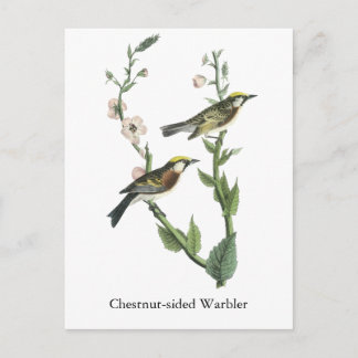 Postal Warbler castaño, John Audubon