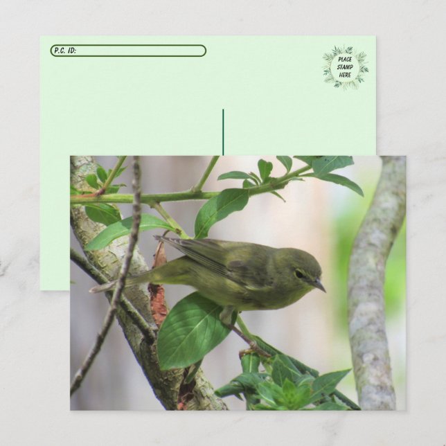 Postal Warbler cruzado por Naranjas (Anverso / Reverso)