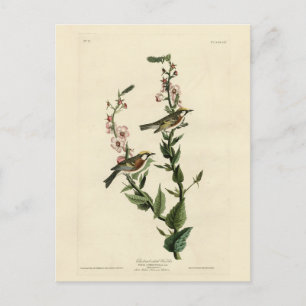 Postal Warbler de castaño, pájaros de América de Audubon