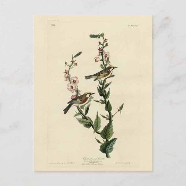Postal Warbler de castaño, pájaros de América de Audubon (Anverso)