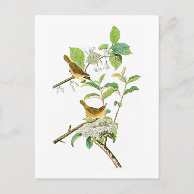 Postal Warbler de pecho amarillo John Audubon Birds Ameri (Anverso)