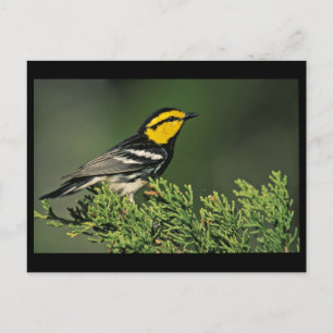Postal Warbler de pelo dorado