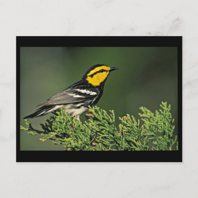 Postal Warbler de pelo dorado (Anverso)